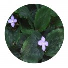 DwarfGiantFarm 200Pcs A Set Kaempferia elegans  Seed Proqgf