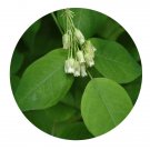 DwarfGiantFarm 200Pcs A Set JBumalda Bladderfruit Seed Proqgf