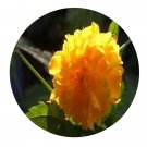DwarfGiantFarm 200Pcs A Set Kerria japonica var pleniflora Witte Seed  Proqgf