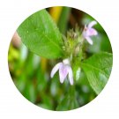 DwarfGiantFarm 200Pcs A Set Justicia procumbens L.var. leucantha Seed Proqgf