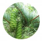 DwarfGiantFarm 200Pcs A Set Keteleeria oblonga Cheng Seed Proqgf