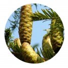 DwarfGiantFarm 200Pcs A Set Keteleeria calcarea Cheng et Seed Proqgf