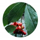 DwarfGiantFarm 200Pcs A Set Japanese Aucuba Seed Proqgf