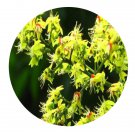 DwarfGiantFarm 200Pcs A Set Koelreuteria bipinnata Franch Seed Proqgf