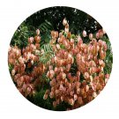 DwarfGiantFarm 200Pcs A Set Koelreuteria integrifoliola Seed  Proqgf