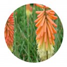 DwarfGiantFarm 200Pcs A Set Kniphofia uvaria Seed  Proqgf