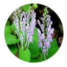 DwarfGiantFarm 200Pcs A Set Labiatae Seed   Proqgf