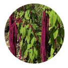 DwarfGiantFarm 200Pcs A Set Amaranthus caudatus Seed Proqgf