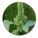 DwarfGiantFarm 200Pcs A Set Amaranthus retroflexus Seed Proqgf