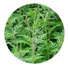 DwarfGiantFarm 200Pcs A Set Ambrosia artemisiifolia Seed  Proqgf