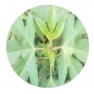 DwarfGiantFarm 200Pcs A Set Ambrosia trifida Seed   Proqgf