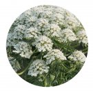 DwarfGiantFarm 200Pcs A Set Ammi majus Seed   Proqgf