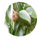 DwarfGiantFarm 200Pcs A Set Altingia gracilipes Seed    Proqgf