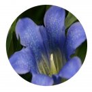 DwarfGiantFarm 200Pcs A Set Gentiana scabra Bunge Seed  Proqgf