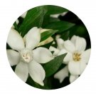 DwarfGiantFarm 200Pcs A Set Gardenia stenophylla Merr Seed  Proqgf