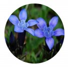 DwarfGiantFarm 200Pcs A Set Gentiana jamesii Hemsl Seed  Proqgf