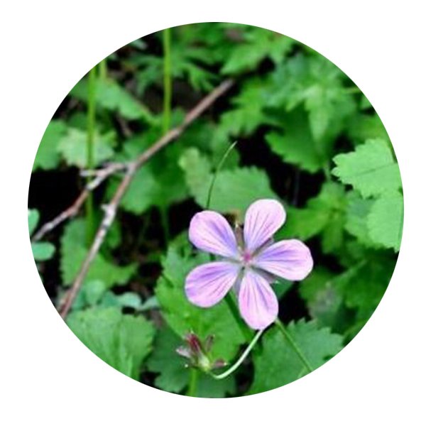 DwarfGiantFarm 200Pcs A Set Geranium dahuricum Seed  Proqgf