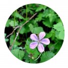 DwarfGiantFarm 200Pcs A Set Geranium dahuricum Seed  Proqgf