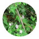 DwarfGiantFarm 200Pcs A Set Geranium robertianum Seed  Proqgf