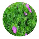 DwarfGiantFarm 200Pcs A Set Geranium sanguineum Seed   Proqgf