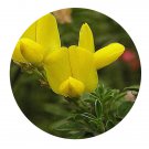 DwarfGiantFarm 200Pcs A Set Genista tinctoria Seed  Proqgf