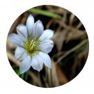 DwarfGiantFarm 200Pcs A Set Gentiana delicata Hance Seed   Proqgf