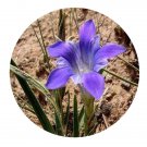 DwarfGiantFarm 200Pcs A Set Gentiana dahurica Seed   Proqgf