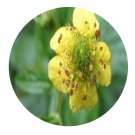 DwarfGiantFarm 200Pcs A Set Geum aleppicum Seed   Proqgf