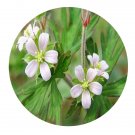 DwarfGiantFarm 200Pcs A Set Geranium carolinianum Seed  Proqgf