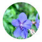 DwarfGiantFarm 200Pcs A Set Geranium platyanthum Seed Proqgf