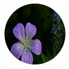 DwarfGiantFarm 200Pcs A Set Geranium vlassowianum  ex Link Seed  Proqgf