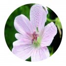 DwarfGiantFarm 200Pcs A Set Geranium wilfordii Maxim Seed Proqgf