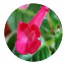 DwarfGiantFarm 200Pcs A Set Gesneriaceae Seed Proqgf