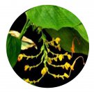 DwarfGiantFarm 200Pcs A Set Globba schomburgkii Seed Proqgf