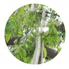 DwarfGiantFarm 200Pcs A Set Gleditsia sinensis Lam Seed Proqgf