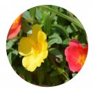 DwarfGiantFarm 200Pcs A Set Portulaca grandiflora Hook Seed Proqgf
