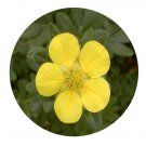 DwarfGiantFarm 200Pcs A Set Potentilla fruticosa Seed Proqgf