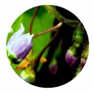 DwarfGiantFarm 200Pcs A Set Solanum lyratum Thunb Seed  Proqgf