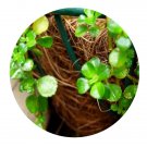 DwarfGiantFarm 200Pcs A Set Soleirlia soleirolii Seed  Proqgf