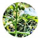 DwarfGiantFarm 200Pcs A Set Solanum nigrum Seed  Proqgf