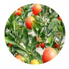DwarfGiantFarm 200Pcs A Set Solanum Pseudo capsccicum Seed  Proqgf