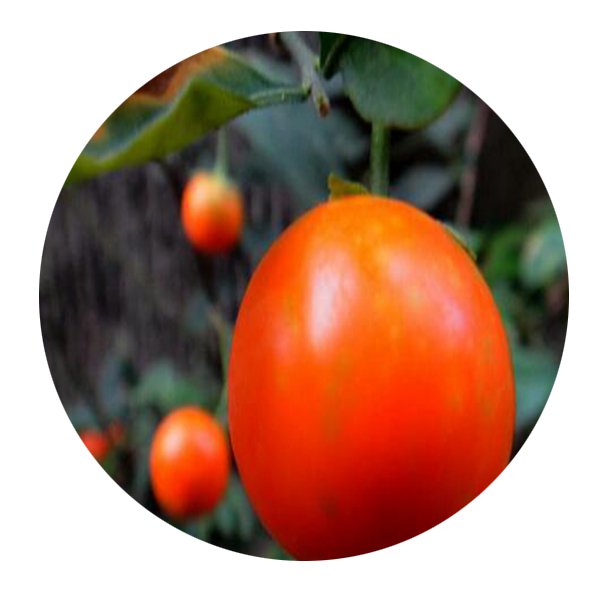DwarfGiantFarm 200Pcs A Set Solanum pseudo-capsicumvar diflorum Seed Proqgf