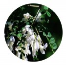 DwarfGiantFarm 200Pcs A Set Sophora davidii Seed  Proqgf