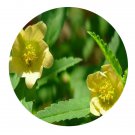 DwarfGiantFarm 200Pcs A Set Sida rhombifolia Seed  Proqgf