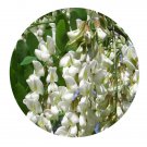 DwarfGiantFarm 200Pcs A Set Sophora japonica Seed  Proqgf