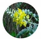 DwarfGiantFarm 200Pcs A Set Sophora flavescens kronei Seed  Proqgf