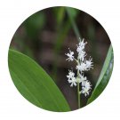 DwarfGiantFarm 200Pcs A Set Smilacina japonica Seed  Proqgf