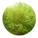 DwarfGiantFarm 200Pcs A Set Sophora japonlca.cuchlnensis Seed  Proqgf