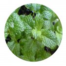 DwarfGiantFarm 200Pcs A Set Spearmint Herb Seed   Proqgf