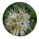 DwarfGiantFarm 200Pcs A Set Syzygium tephrodes Merr Seed Proqgf